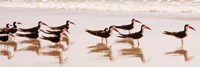 Black Skimmers I Fine Art Print