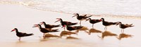 Black Skimmers II Fine Art Print