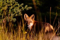 Fox Stare Fine Art Print