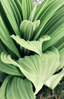 Green Leaf Blooms I Framed Print