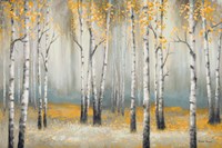 Golden September Birch Fine Art Print