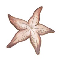 Coastal Icon Coral VII Fine Art Print