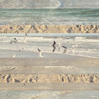 Flying Beach Birds II Fine Art Print