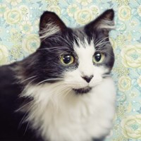Cat on Paisley Fine Art Print