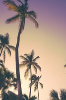 Evening Palms Fine Art Print