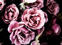 Baroque Roses Fine Art Print