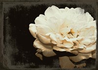 Blooming Elegance Fine Art Print