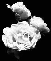 Dramatic Love Blooms  I Framed Print