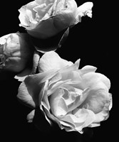 Dramatic Love Blooms II Fine Art Print