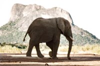 Lone Ele Fine Art Print