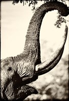 Reaching High Fine Art Print