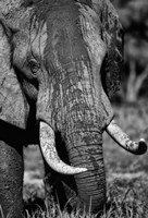 Tusks Fine Art Print