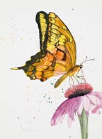 Butterfly Nectar Fine Art Print