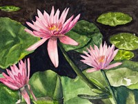 Water Lillie's Fine Art Print