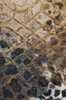 Safari Skin Fine Art Print