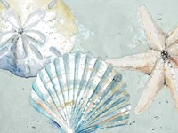 Beach Shells Framed Print
