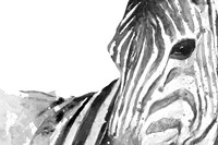 Zebra Gaze Fine Art Print