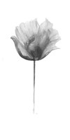 Flower in Gray Panel I Framed Print