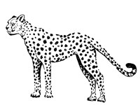 Cheetah Fine Art Print