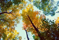 Looking Up Fine Art Print