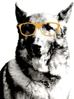 Cool Dog Fine Art Print