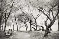 Path Walk Fine Art Print