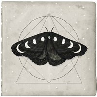 Midnight Moth I Fine Art Print