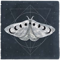 Midnight Moth II Fine Art Print