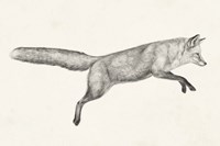 Flying Fox I Fine Art Print