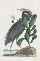 Catesby Heron I Fine Art Print