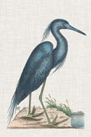 Catesby Heron II Fine Art Print