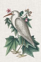 Catesby Heron III Fine Art Print