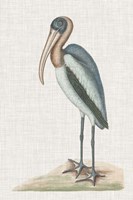 Catesby Heron IV Fine Art Print