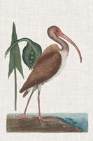 Catesby Heron V Fine Art Print