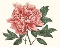 Peony Blush I Fine Art Print