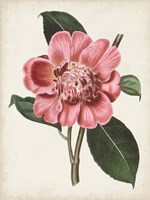 Carnelian Blooms I Fine Art Print