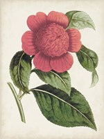 Carnelian Blooms II Fine Art Print