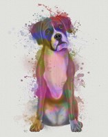 Boxer 1 Full Rainbow Splash Fine Art Print