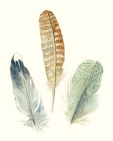 Watercolor Feathers IV Fine Art Print