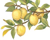 Ripe for Picking I Framed Print