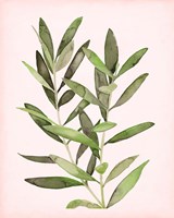 Soft Pink Leaves II Framed Print