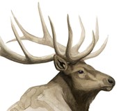 Call of the Elk I Fine Art Print