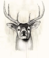 Timberland Animals II Framed Print