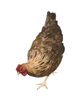 Autumn Chicken II Fine Art Print