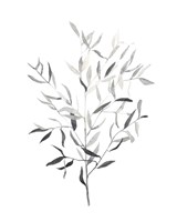 Paynes Grey Botanicals III Fine Art Print