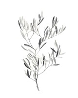 Paynes Grey Botanicals IV Fine Art Print