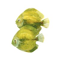 Discus Fish II Fine Art Print