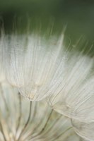 Macro Dandilion I Framed Print