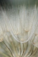 Macro Dandilion III Framed Print