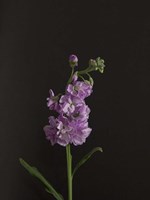 Dark & Dreamy I Fine Art Print